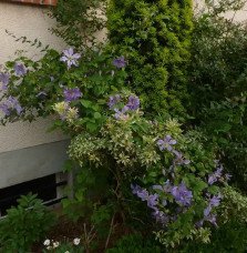 Pépinières Français PF_Clématite038 Clématite 'Prince Charles' - clematis viticella