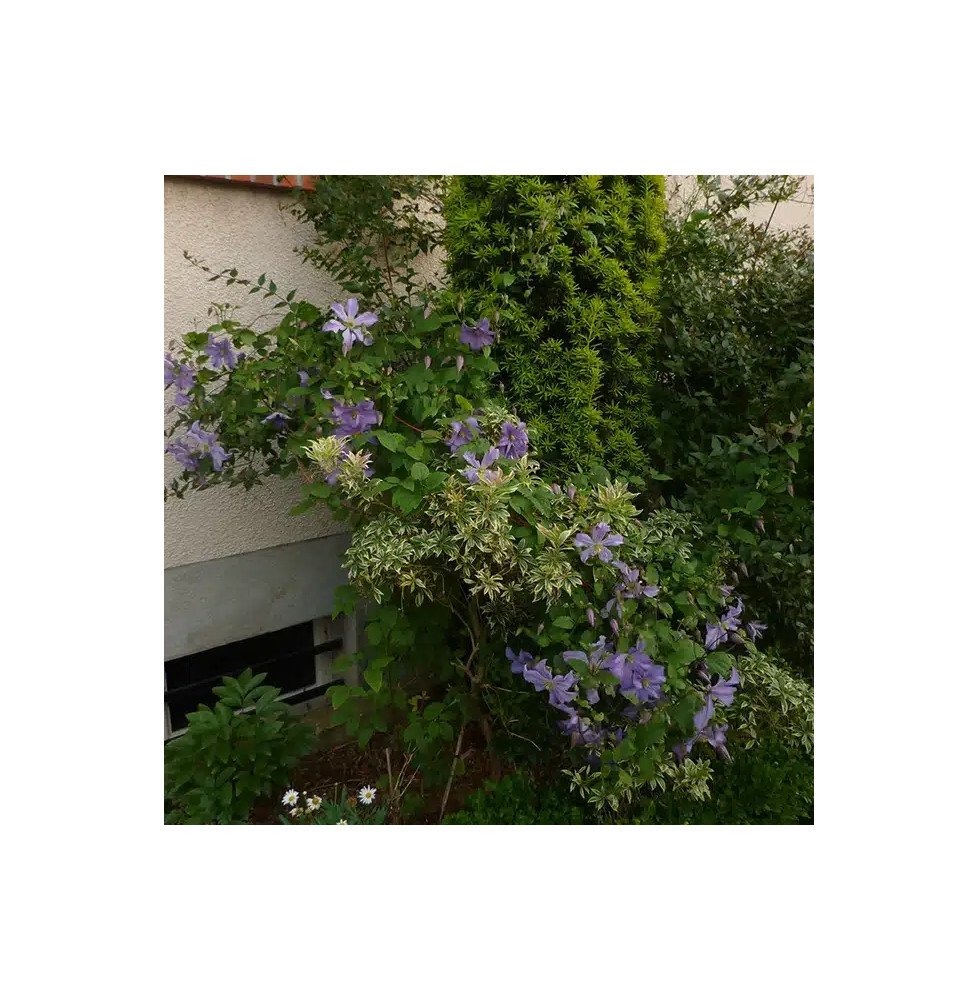 Pépinières Français PF_Clématite038 Clématite 'Prince Charles' - clematis viticella