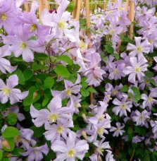 Pépinières Français PF_Clématite038 Clématite 'Prince Charles' - clematis viticella