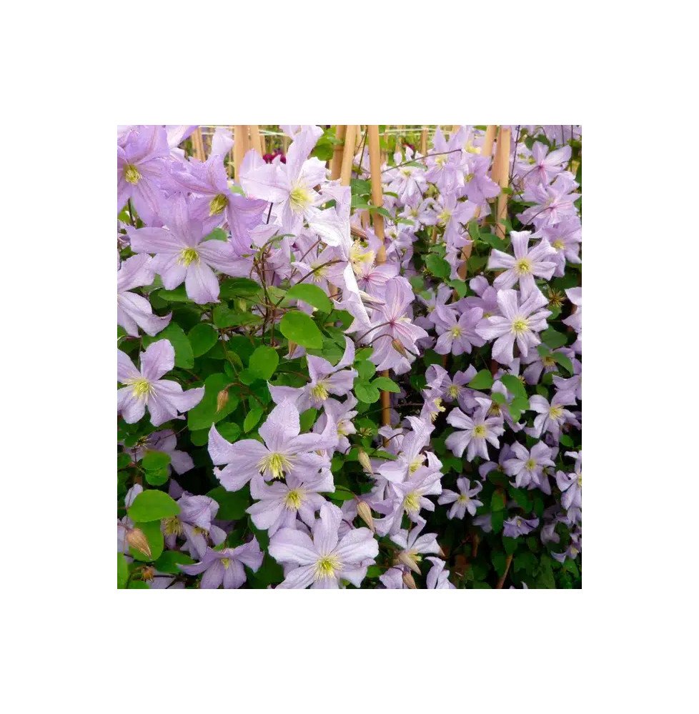 Pépinières Français PF_Clématite038 Clématite 'Prince Charles' - clematis viticella