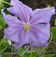 Pépinières Français PF_Clématite038 Clématite 'Prince Charles' - clematis viticella