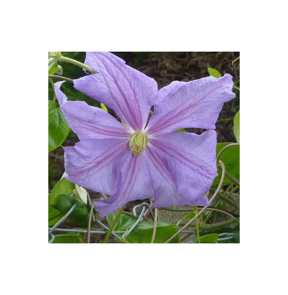 Pépinières Français PF_Clématite038 Clématite 'Prince Charles' - clematis viticella