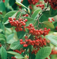 Pépinières Français PF_COTONEASTE9 COTONEASTER lacteus / Cotoneaster lacteus