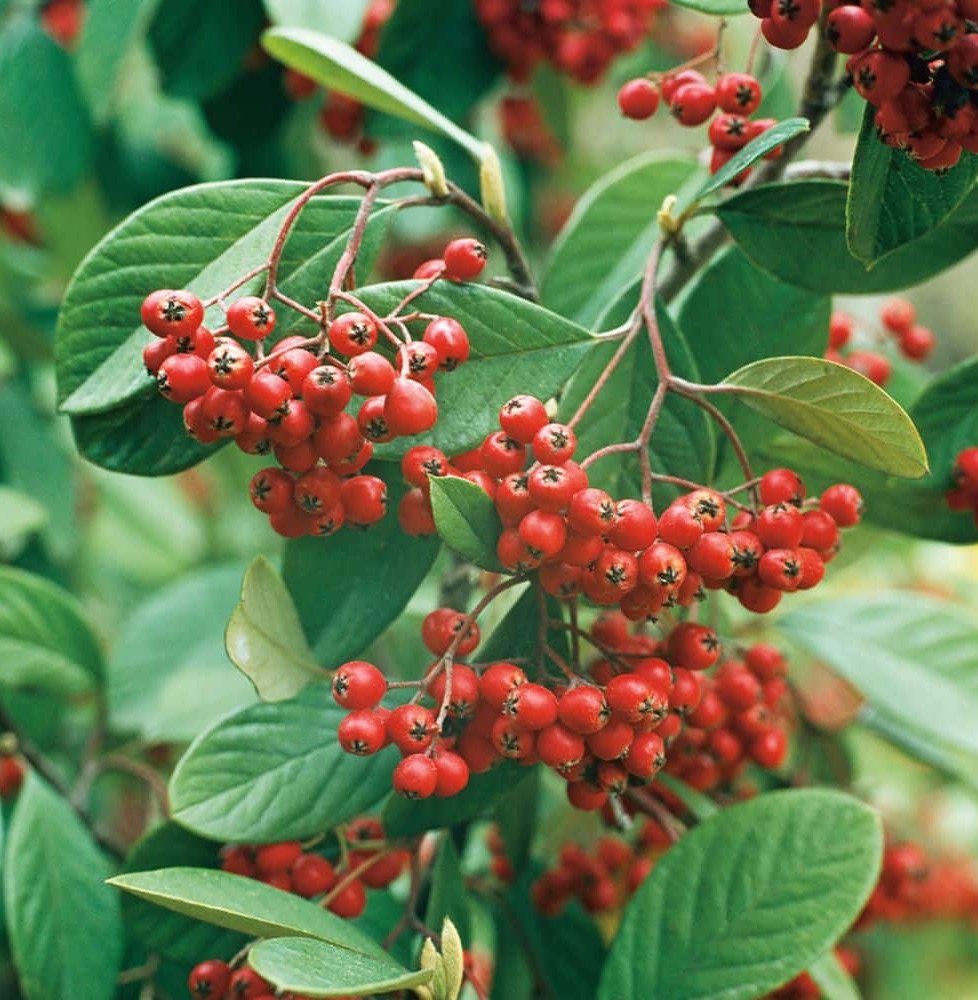 Pépinières Français PF_COTONEASTE9 COTONEASTER lacteus / Cotoneaster lacteus