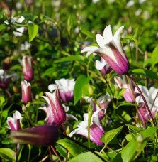 Pépinières Français PF_Clématite1906 Clématite 'Princess Kate®' ('Zoprika') - clematis texensis