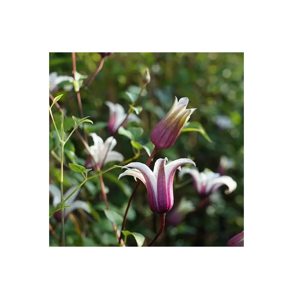 Pépinières Français PF_Clématite1906 Clématite 'Princess Kate®' ('Zoprika') - clematis texensis