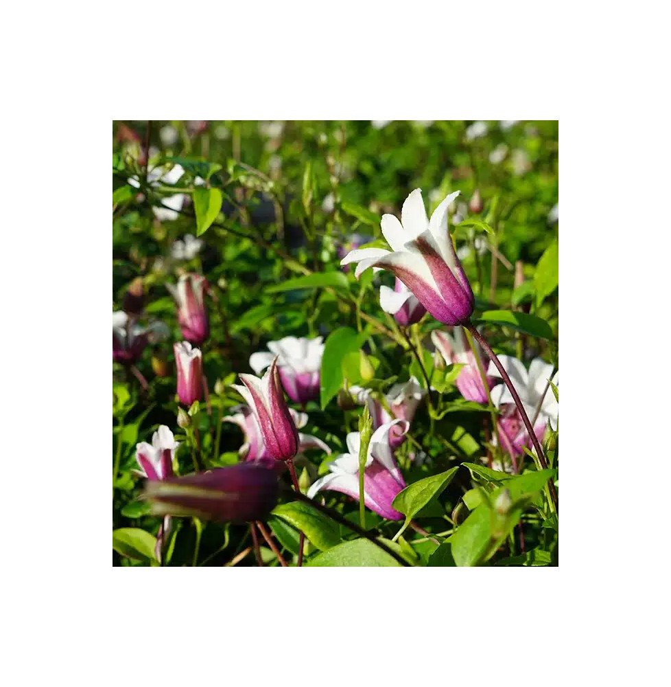 Pépinières Français PF_Clématite1906 Clématite 'Princess Kate®' ('Zoprika') - clematis texensis