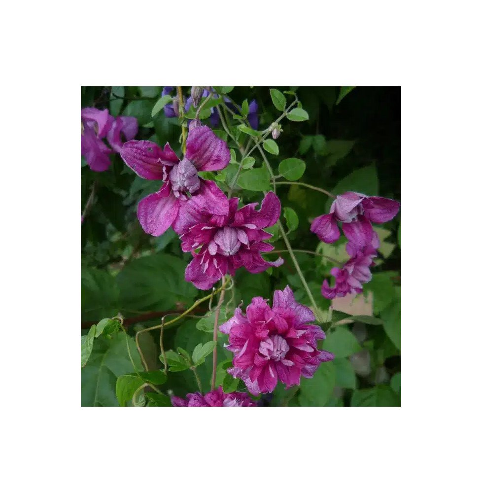 Pépinières Français PF_Clématite733 Clématite 'Purpurea Plena Elegans' - clematis viticella