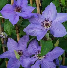Pépinières Français PF_Clématite46 Clématite 'Ramona' - clematis hybrida sieboldii
