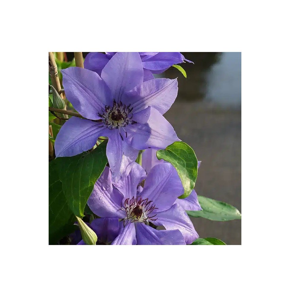 Pépinières Français PF_Clématite46 Clématite 'Ramona' - clematis hybrida sieboldii