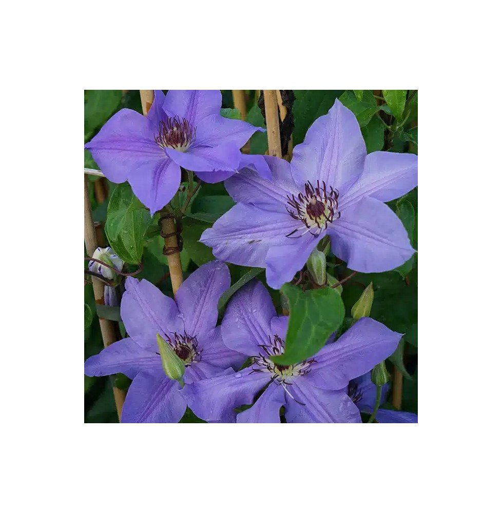 Pépinières Français PF_Clématite46 Clématite 'Ramona' - clematis hybrida sieboldii