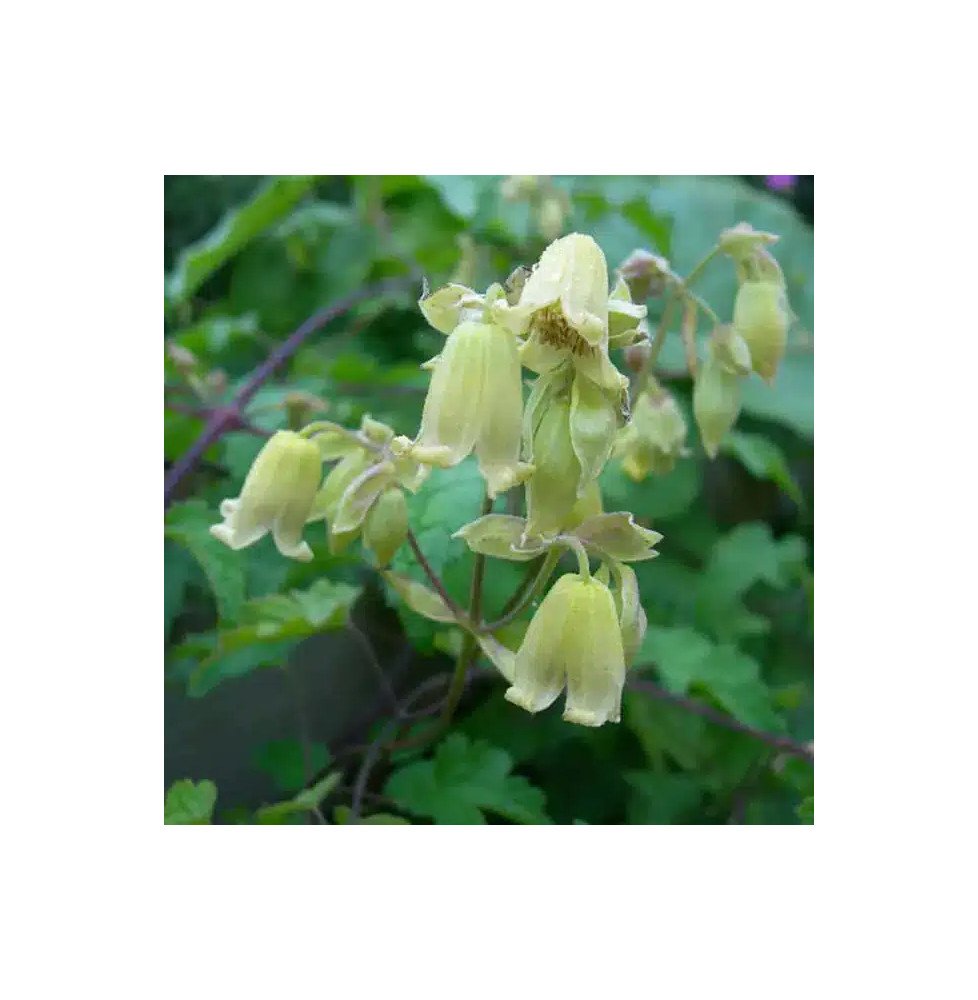Pépinières Français PF_Clématite51 Clématite 'Rehderiana' - clematis