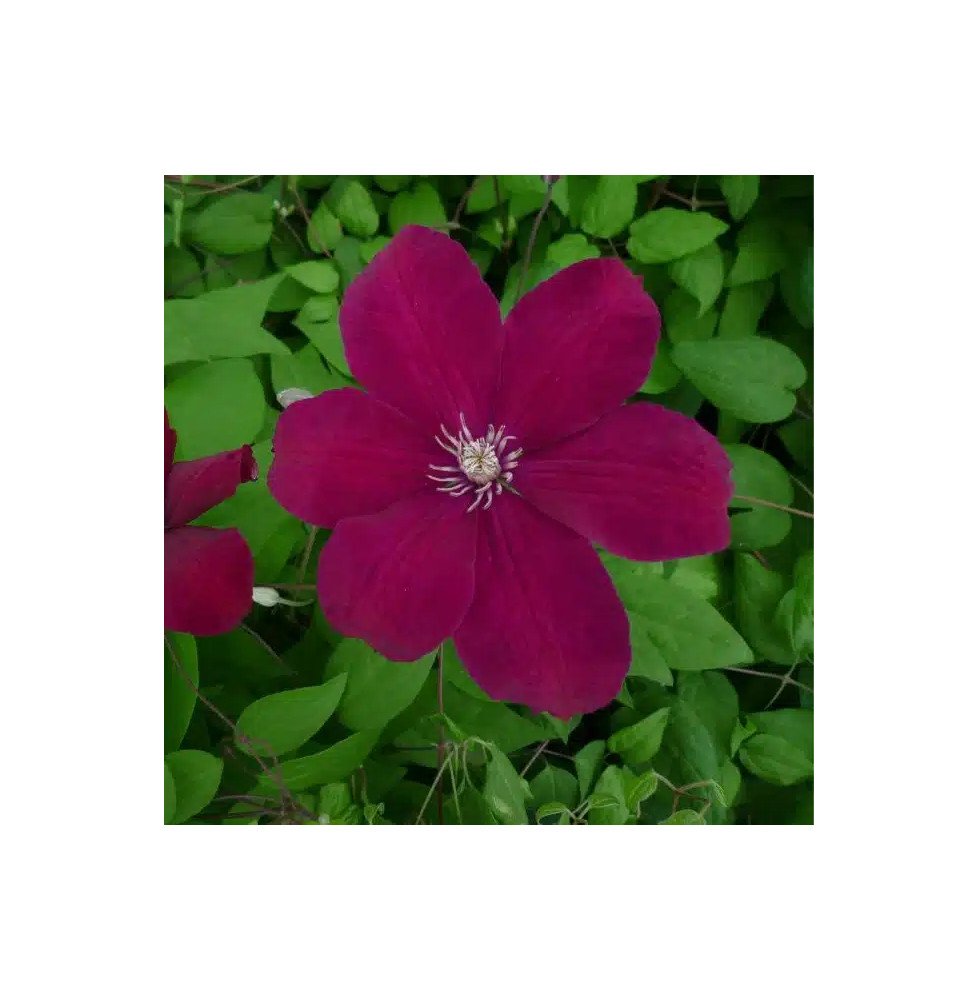 Pépinières Français PF_Clématite16 Clématite 'Rouge Cardinal' - clematis