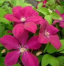 Pépinières Français PF_Clématite16 Clématite 'Rouge Cardinal' - clematis