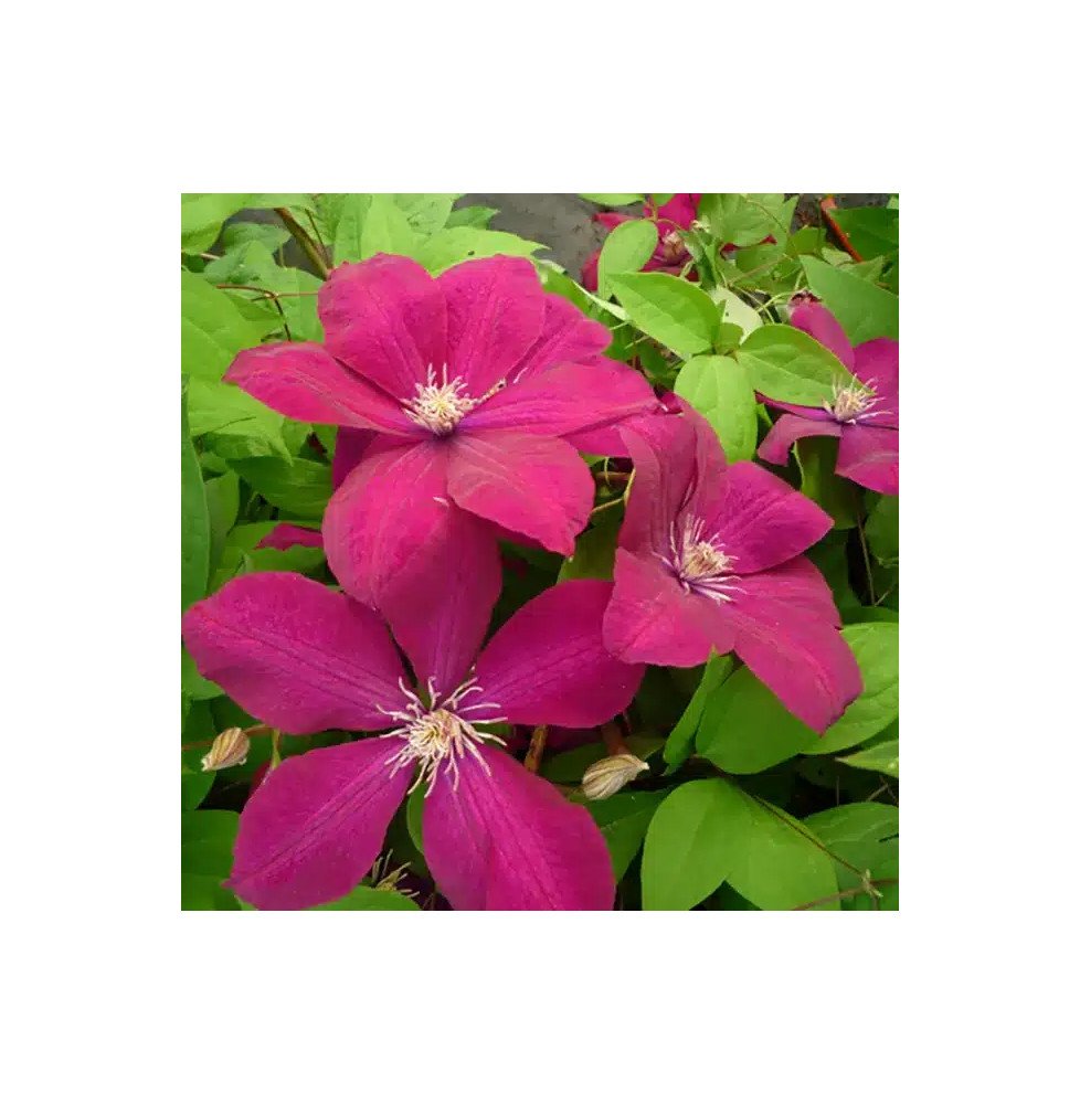 Pépinières Français PF_Clématite16 Clématite 'Rouge Cardinal' - clematis