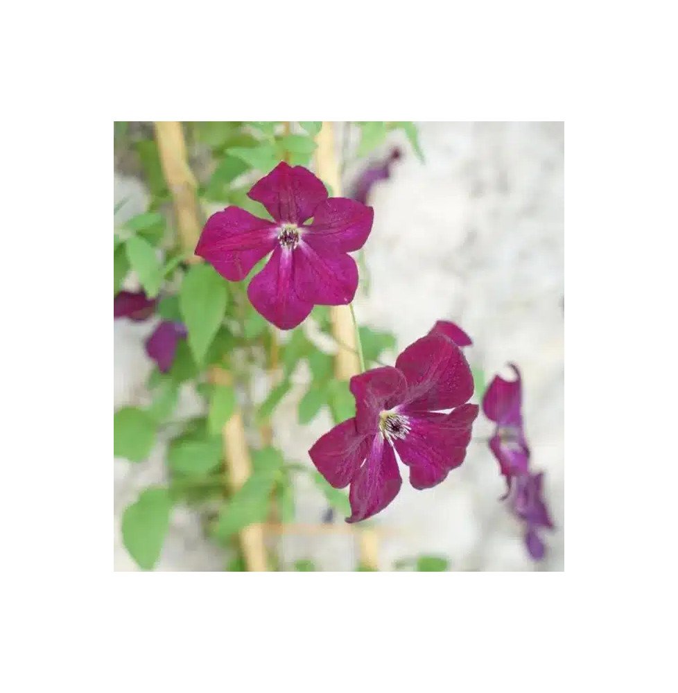 Pépinières Français PF_Clématite861 Clématite 'Royal Velours' - clematis viticella