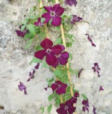 Pépinières Français PF_Clématite861 Clématite 'Royal Velours' - clematis viticella