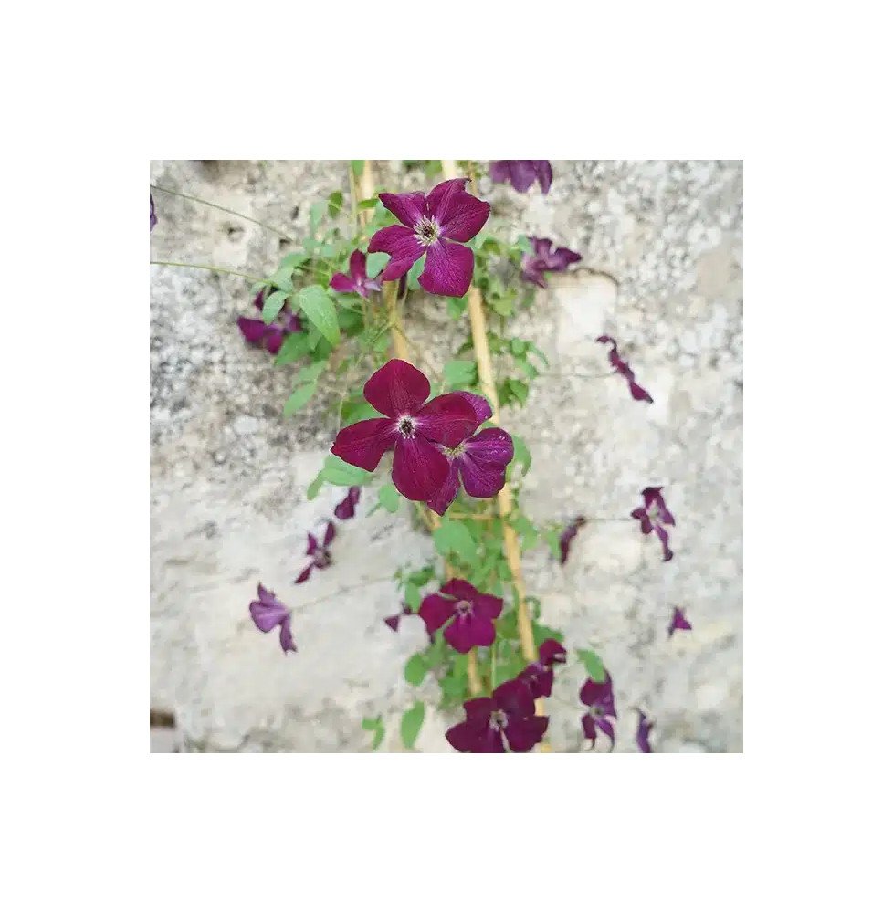 Pépinières Français PF_Clématite861 Clématite 'Royal Velours' - clematis viticella