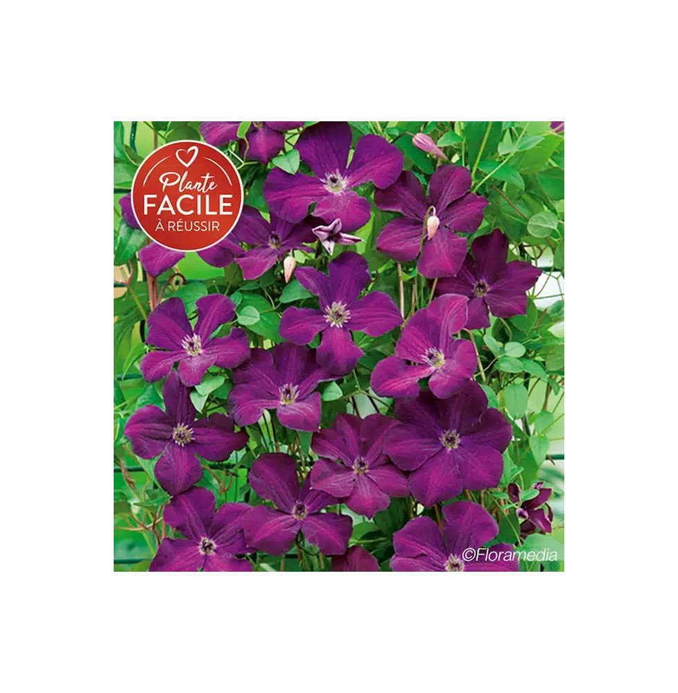 Pépinières Français PF_Clématite861 Clématite 'Royal Velours' - clematis viticella