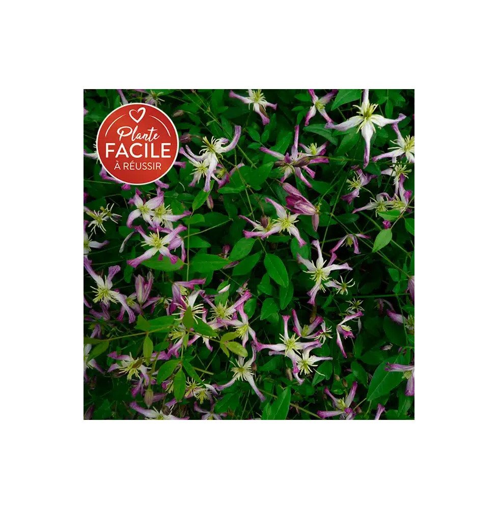 Pépinières Français PF_Clématite418 Clématite 'Rubromarginata' - clematis trinernata