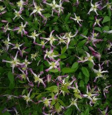 Pépinières Français PF_Clématite418 Clématite 'Rubromarginata' - clematis trinernata