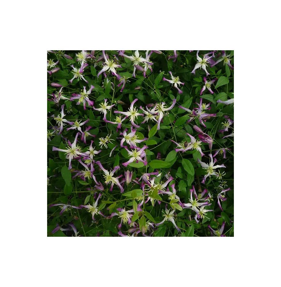 Pépinières Français PF_Clématite418 Clématite 'Rubromarginata' - clematis trinernata