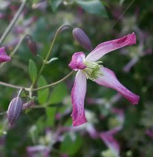 Pépinières Français PF_Clématite418 Clématite 'Rubromarginata' - clematis trinernata