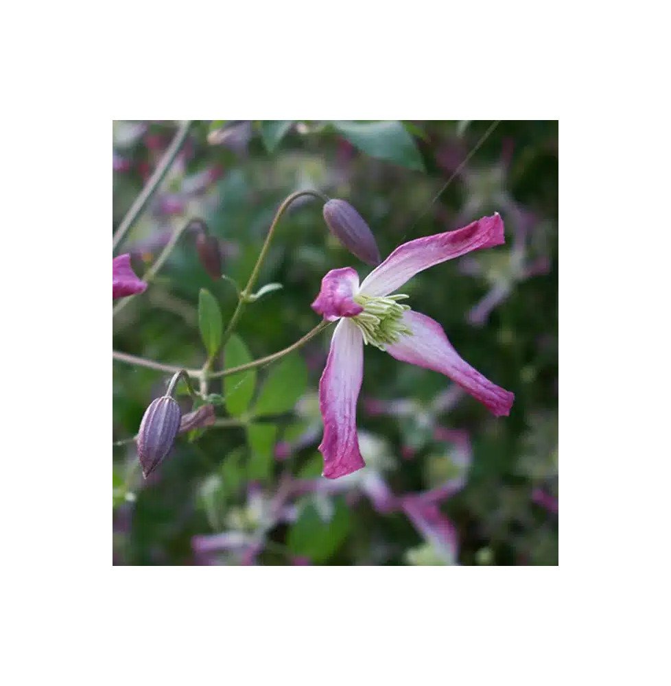 Pépinières Français PF_Clématite418 Clématite 'Rubromarginata' - clematis trinernata