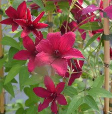 Pépinières Français PF_Clématite195 Clématite 'Rüütel' - clematis