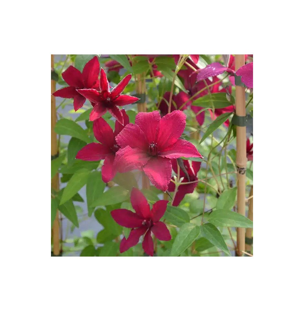 Pépinières Français PF_Clématite195 Clématite 'Rüütel' - clematis