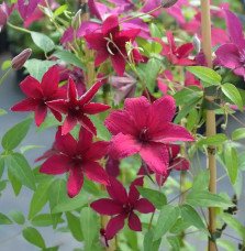 Pépinières Français PF_Clématite195 Clématite 'Rüütel' - clematis