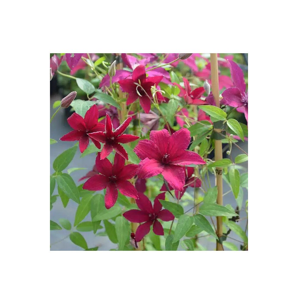 Pépinières Français PF_Clématite195 Clématite 'Rüütel' - clematis