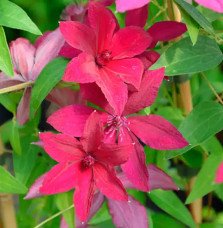 Pépinières Français PF_Clématite195 Clématite 'Rüütel' - clematis