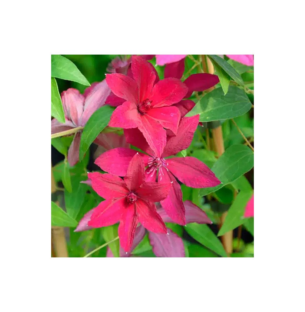 Pépinières Français PF_Clématite195 Clématite 'Rüütel' - clematis