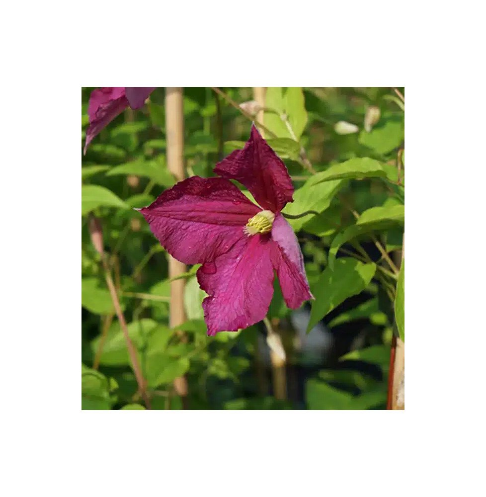 Pépinières Français PF_Clématite63 Clématite 'Sanguinea' - clematis viticella