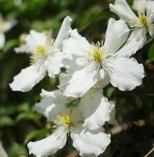 Pépinières Français PF_Clématite253 Clématite 'Spooneri' - clematis montana