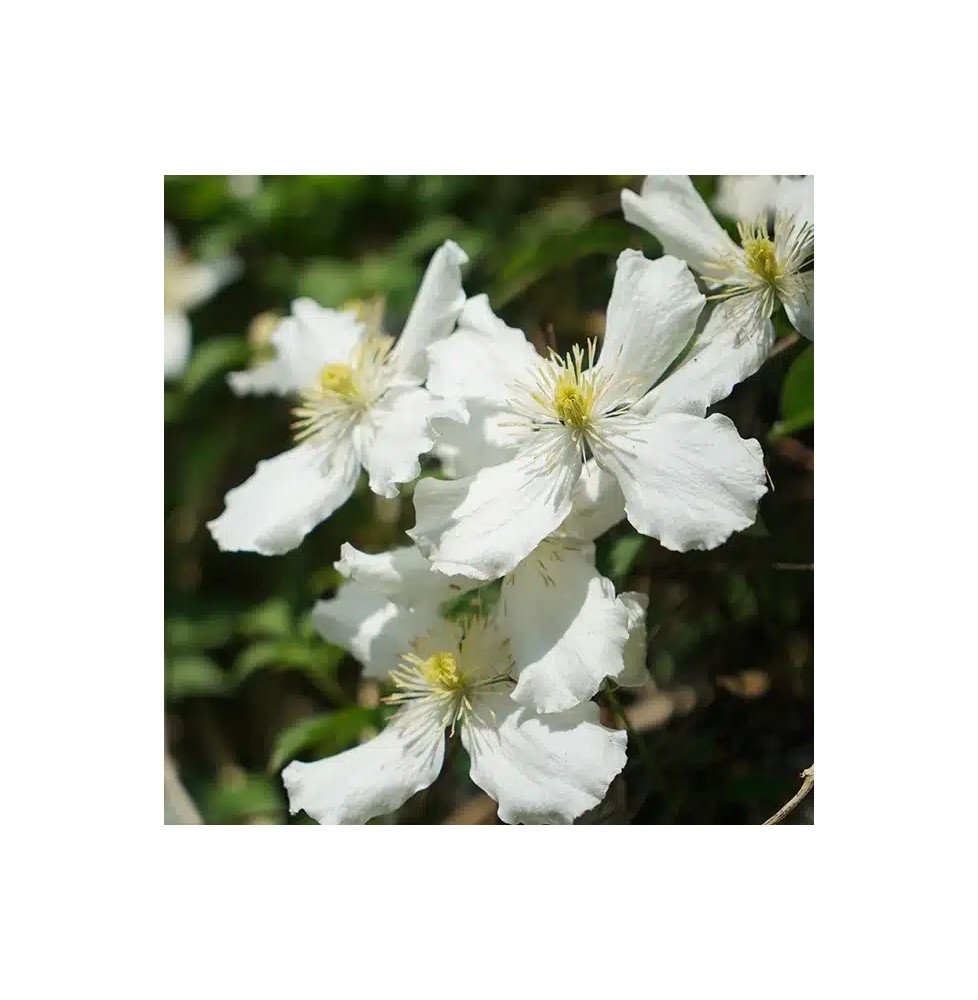 Pépinières Français PF_Clématite253 Clématite 'Spooneri' - clematis montana