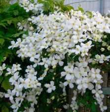 Pépinières Français PF_Clématite253 Clématite 'Spooneri' - clematis montana