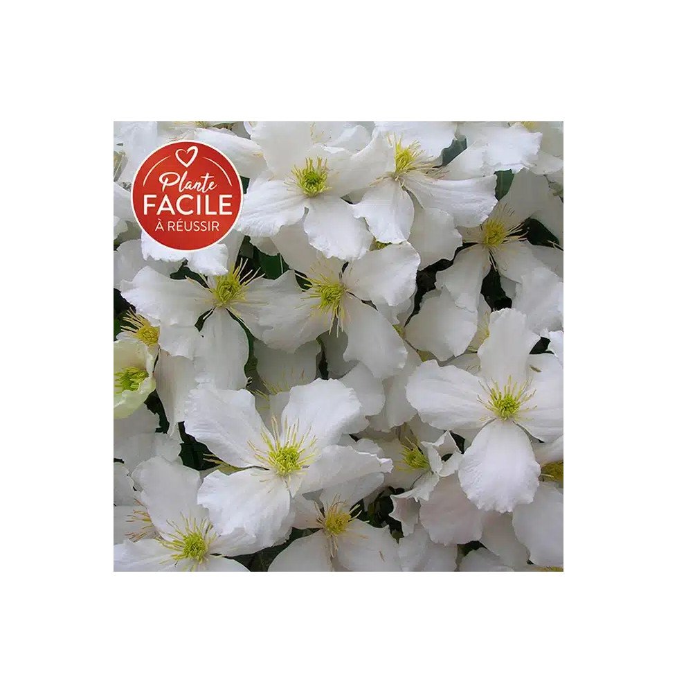 Pépinières Français PF_Clématite253 Clématite 'Spooneri' - clematis montana