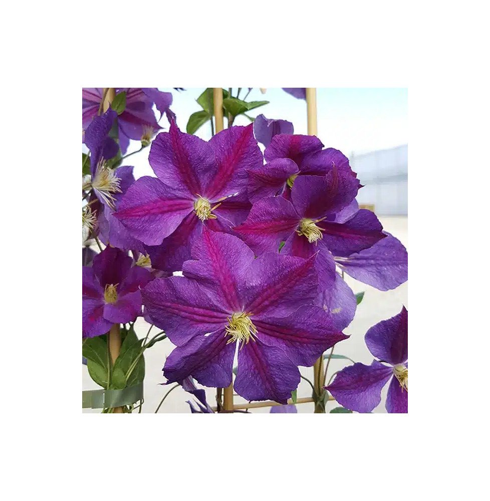 Pépinières Français PF_Clématite483 Clématite 'Star of India' - clematis jackmanii