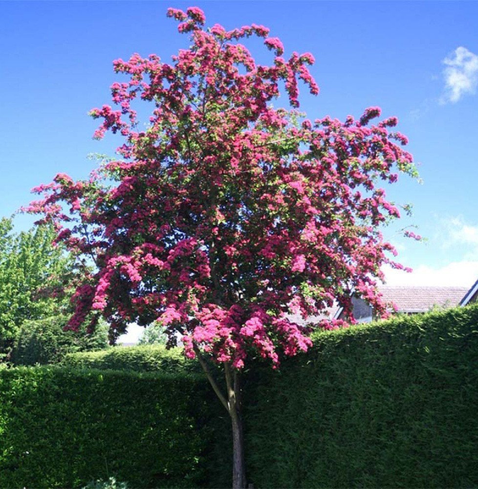 Pépinières Français PF_CRATAEGUS CRATAEGUS x media ‘Paul’s Scarlet’ / Aubépine