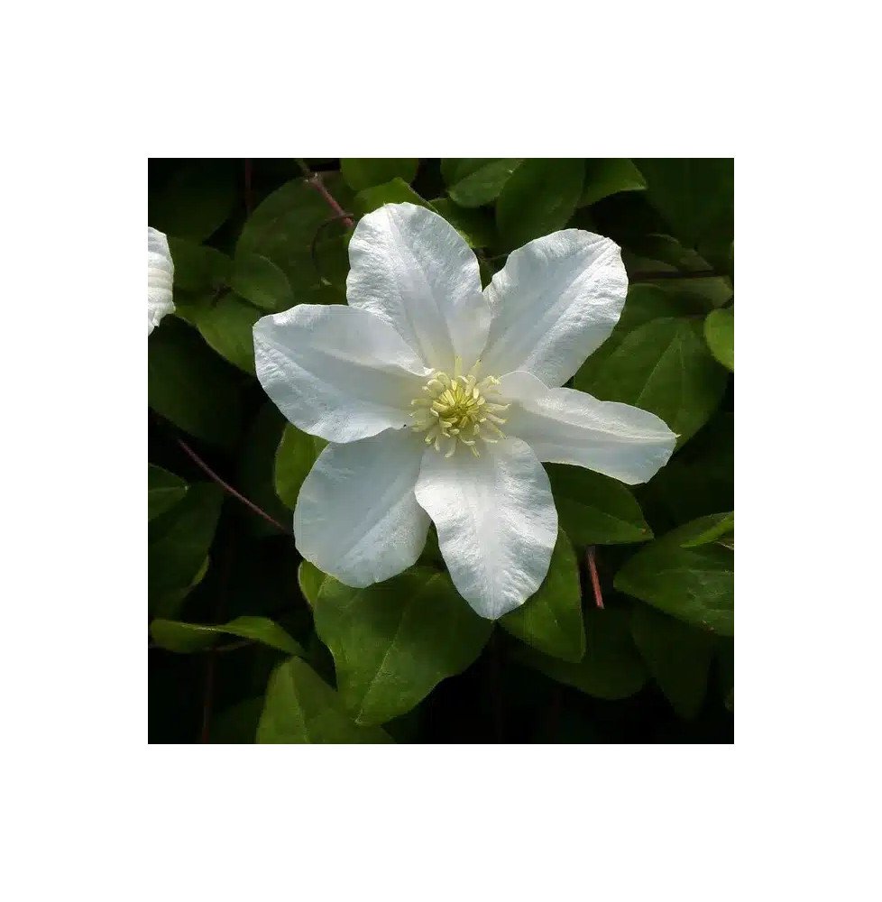 Pépinières Français PF_Clématite027 Clématite 'Sylvia Denny' - clematis
