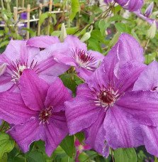 Pépinières Français PF_Clématite690 Clématite 'Sympatia' - clematis