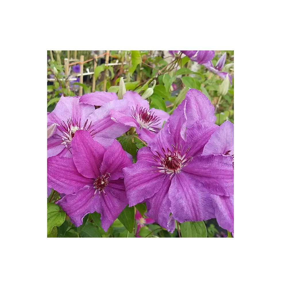 Pépinières Français PF_Clématite690 Clématite 'Sympatia' - clematis
