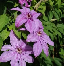 Pépinières Français PF_Clématite690 Clématite 'Sympatia' - clematis
