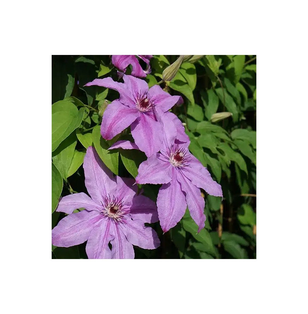 Pépinières Français PF_Clématite690 Clématite 'Sympatia' - clematis
