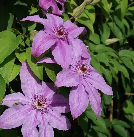 Pépinières Français PF_Clématite690 Clématite 'Sympatia' - clematis