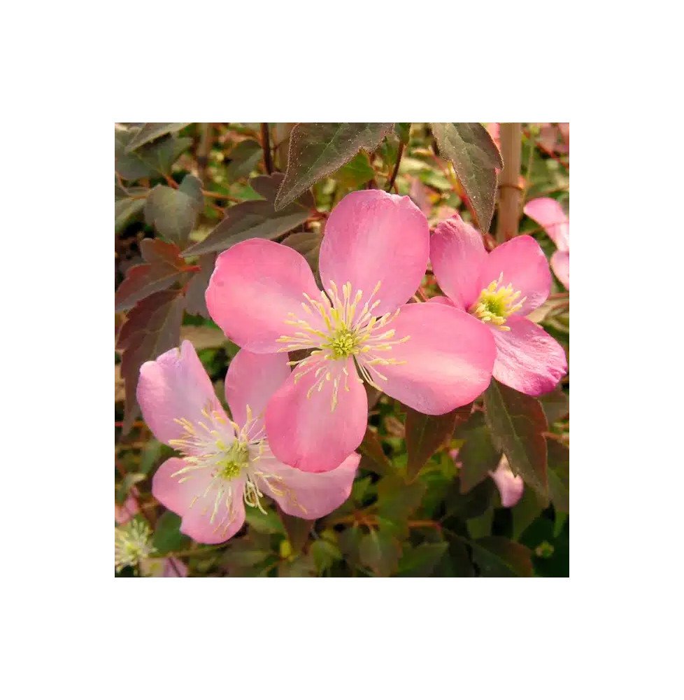 Pépinières Français PF_Clématite147 Clématite 'Tetrarose' - clematis montana