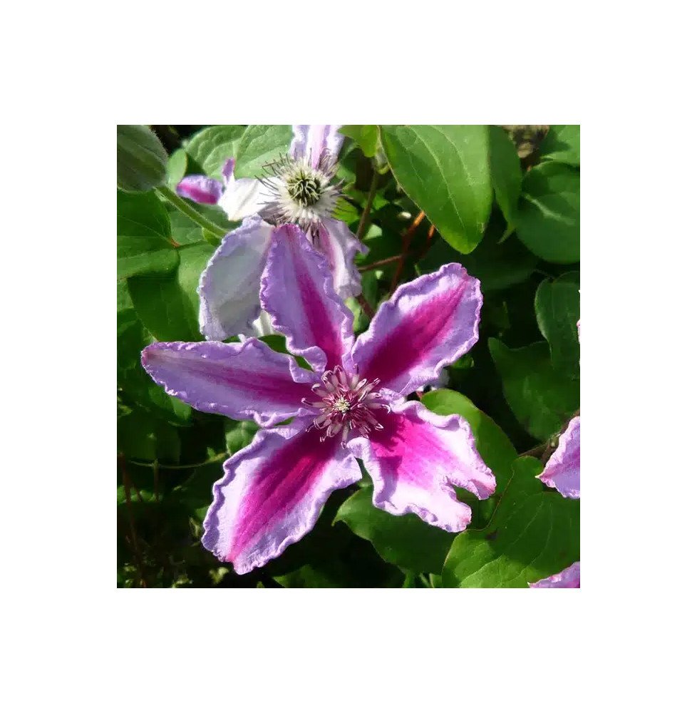 Pépinières Français PF_Clématite178 Clématite 'Tudor' - clematis