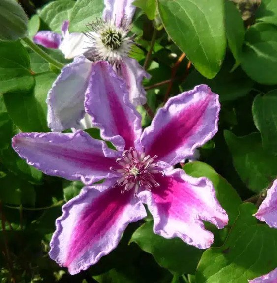 Pépinières Français PF_Clématite178 Clématite 'Tudor' - clematis